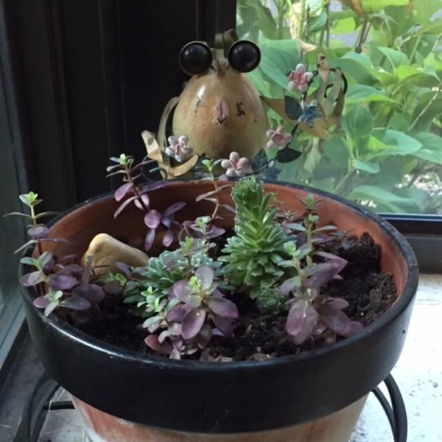 Mountain Crest Gardens Echeveria Ana Lu Echeveria Succulents