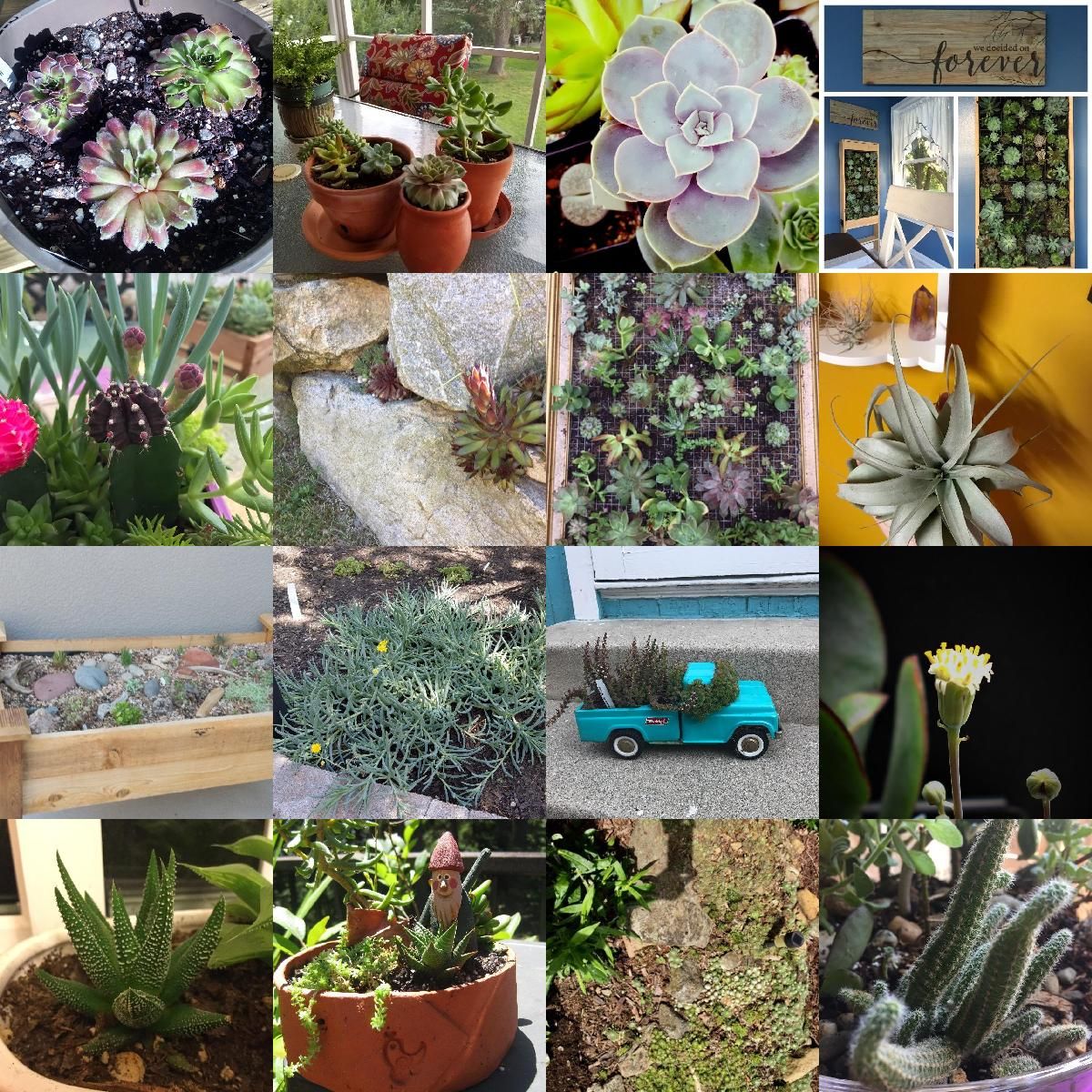 The Succulent Source
