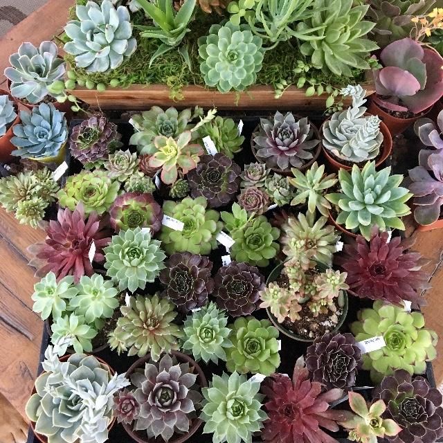 Mountain Crest Gardens