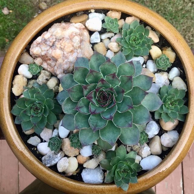 Tender Sedums Mountain Crest Gardens Sedum Succulents Plants