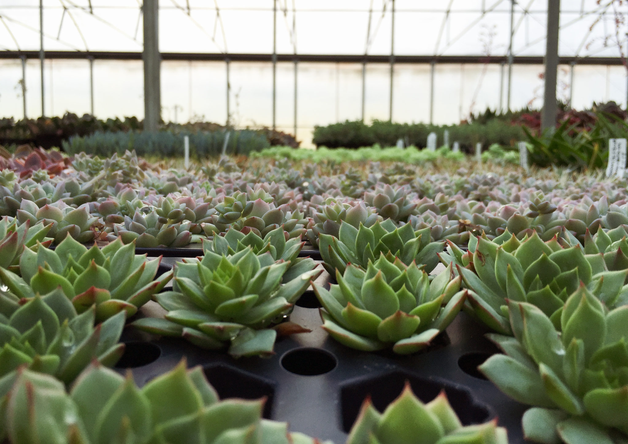 Tender Sedums Mountain Crest Gardens Sedum Succulents Plants
