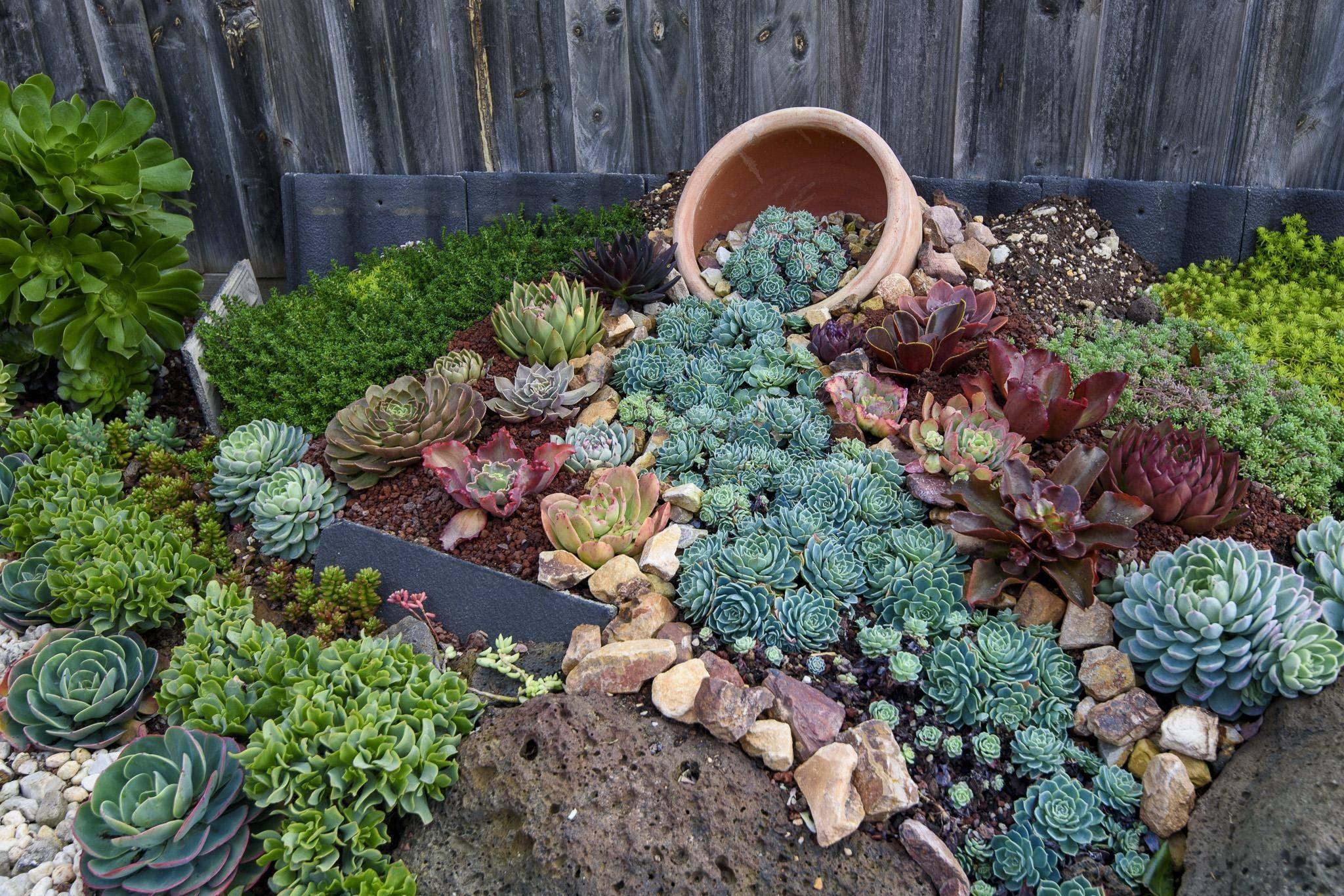 Succulent Gardening