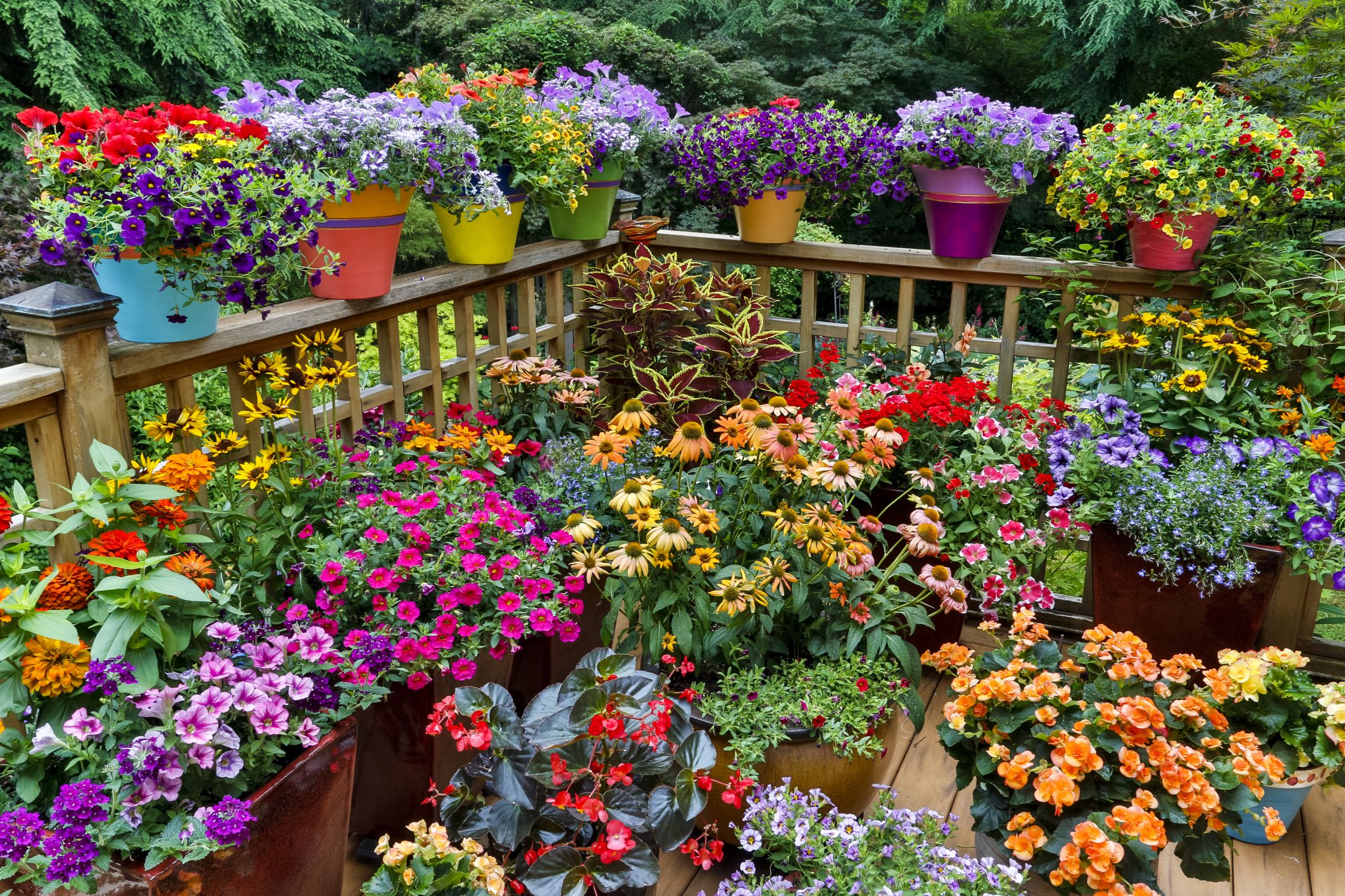 Patioideas Patio Flowers