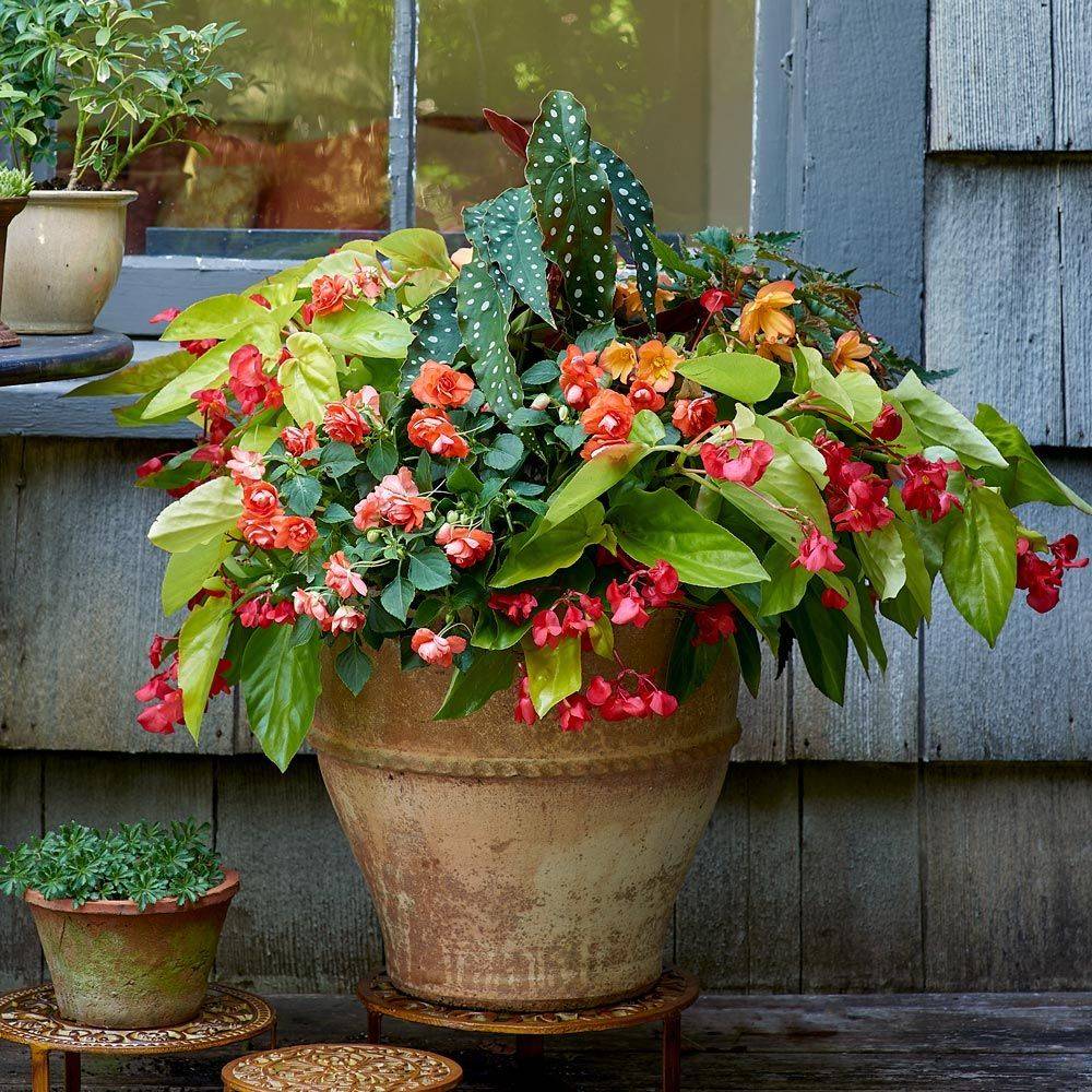 Purple And White Container Garden Early Spring Flowers