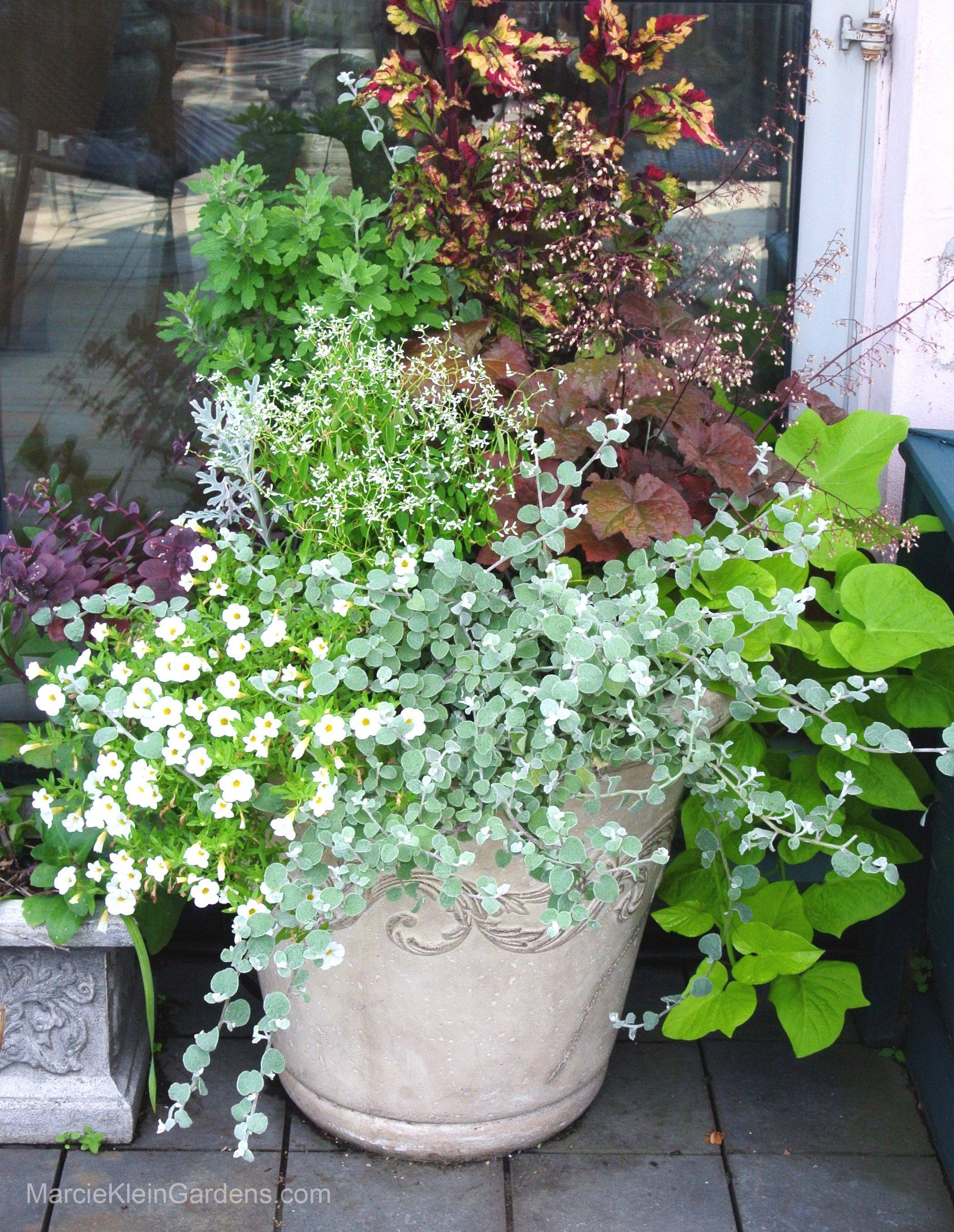 White Impatiens Spectacular Container Gardening Ideas Southern Living