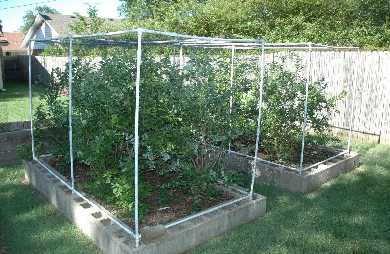 Backyard Vegetable Gardens
