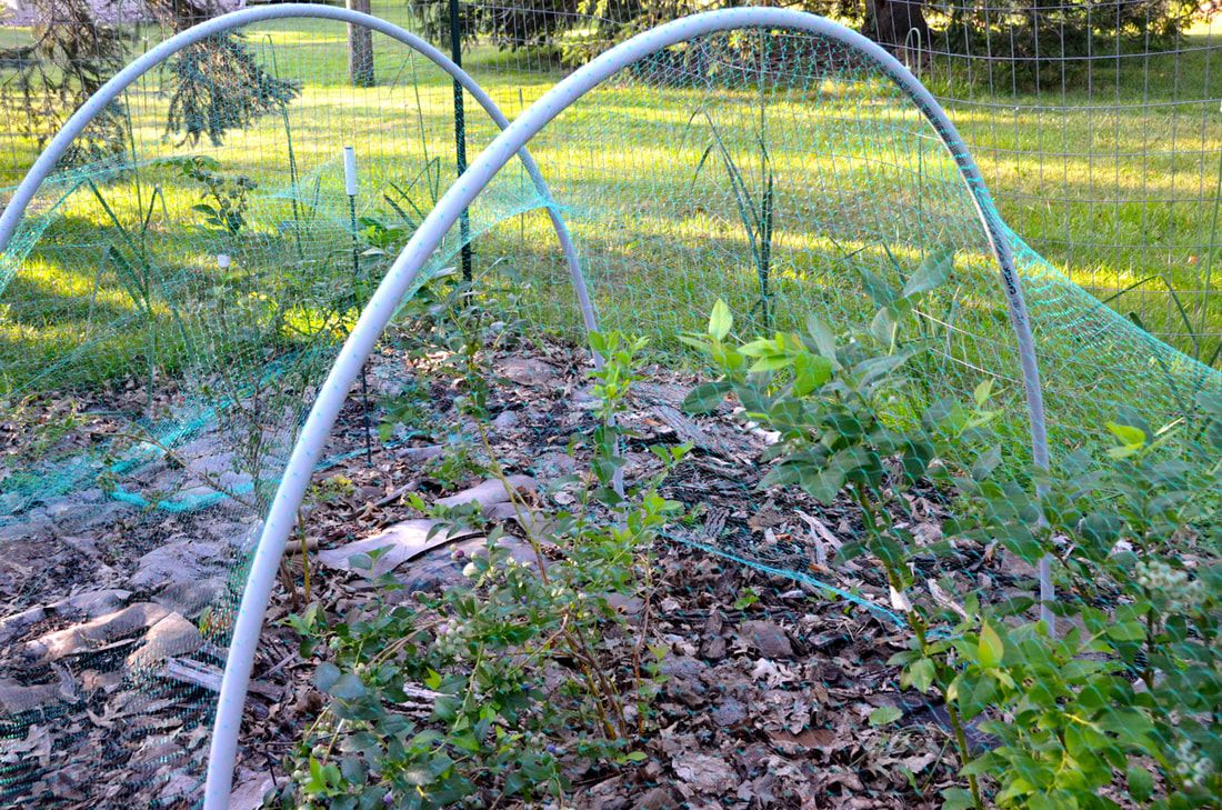 Raised Garden Beds