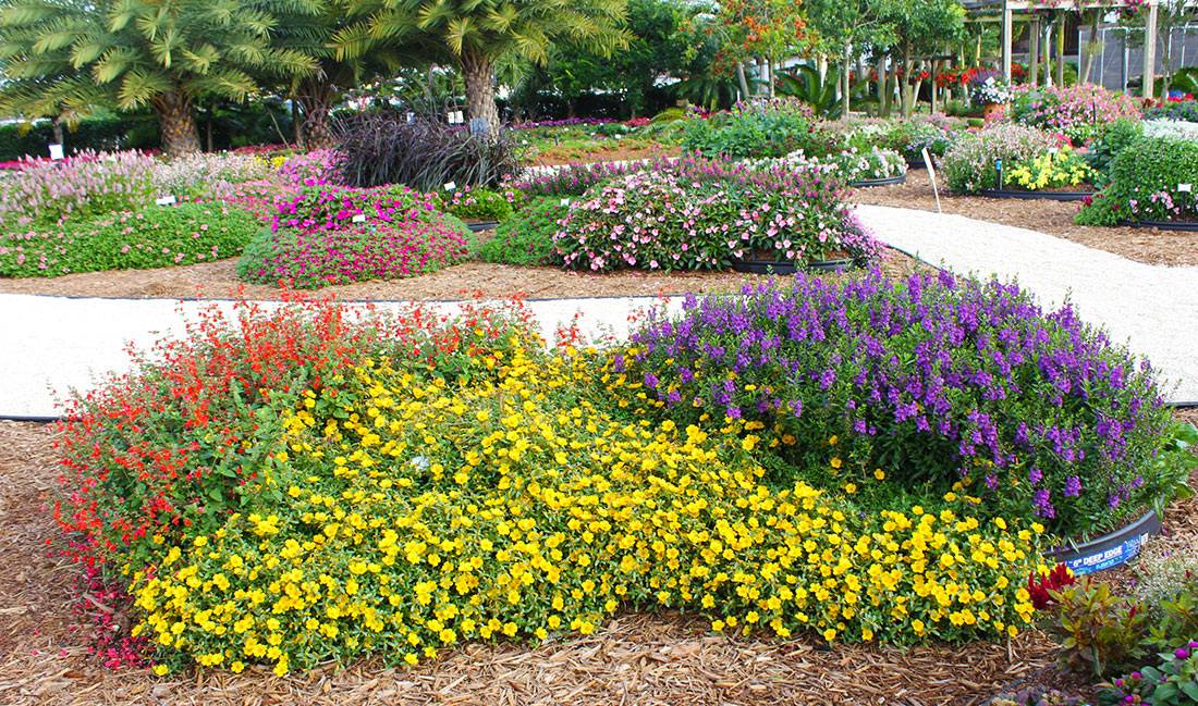 Easycare Perennial Flowers