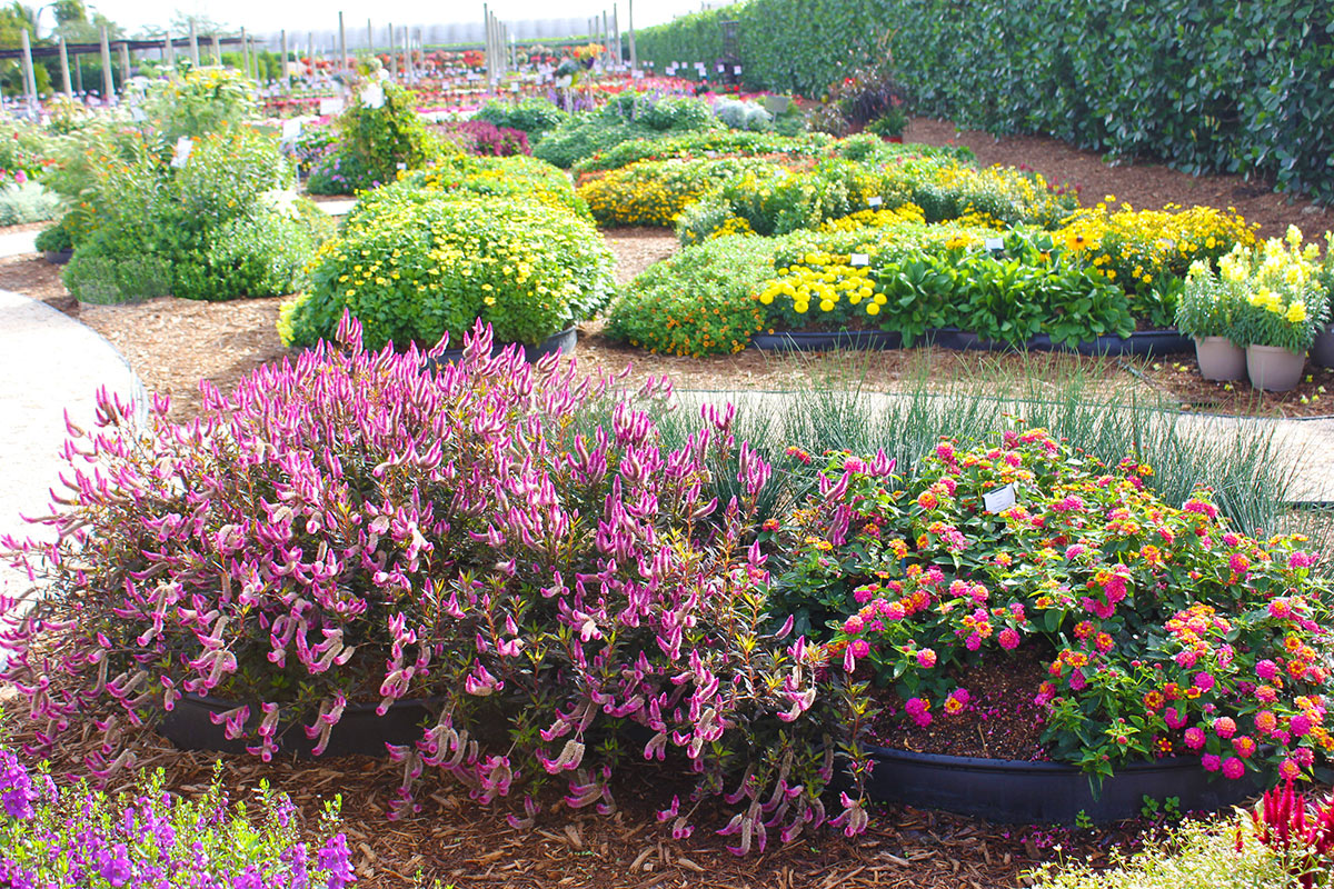 18 Easy Care Garden Ideas You Must Look SharonSable