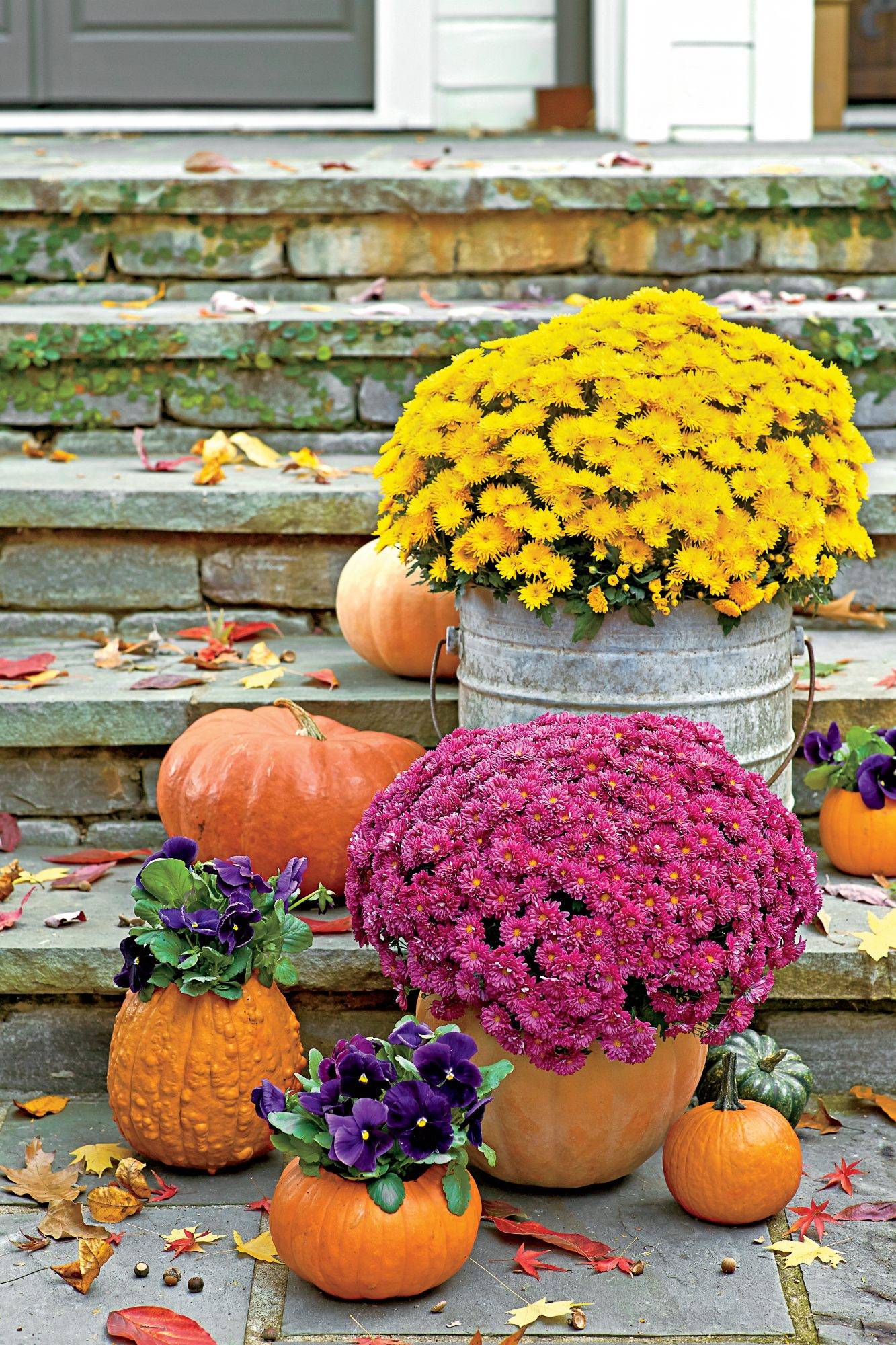 Attractive Fall Mums Garden Landscaping Ideas Page