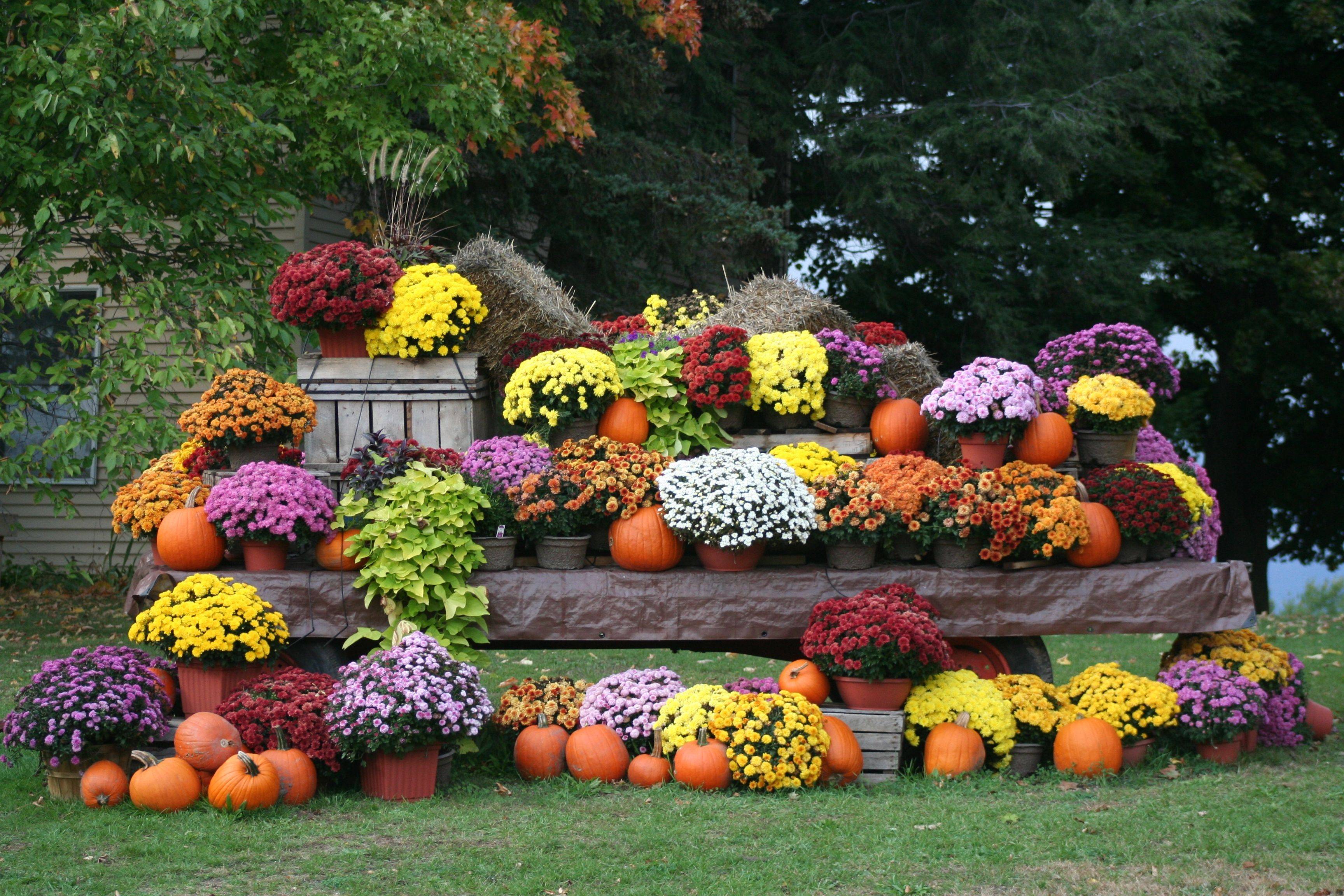 Beautiful Fall Mums Garden Landscaping Ideas
