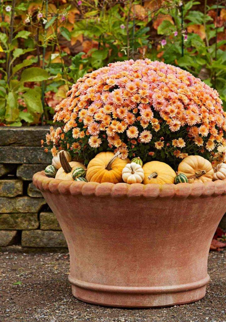Mums And Ornamental Cabbage Ornamental Cabbage