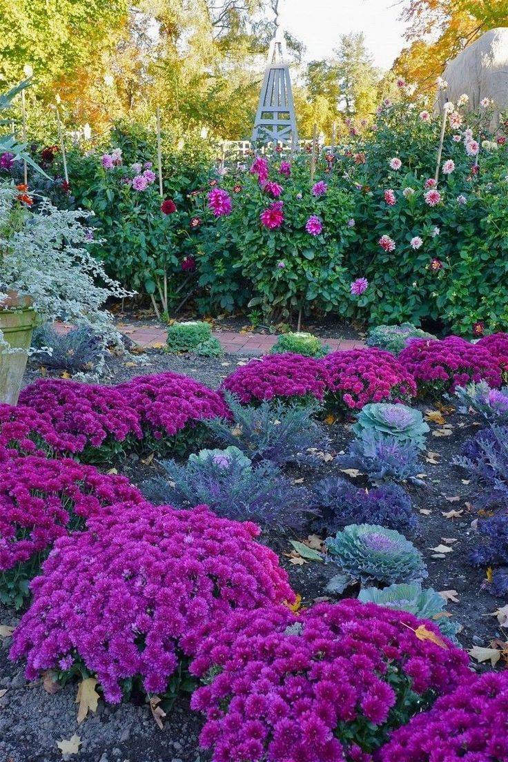 Wegerzyn Gardens Metropark Fall Mums