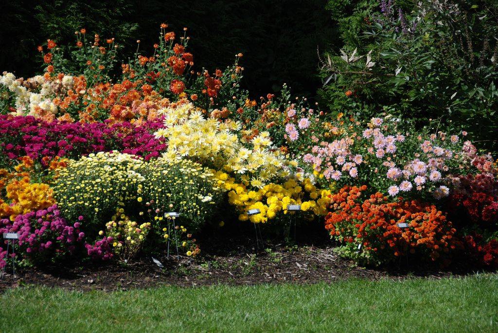 Fall Mums Fall Mums