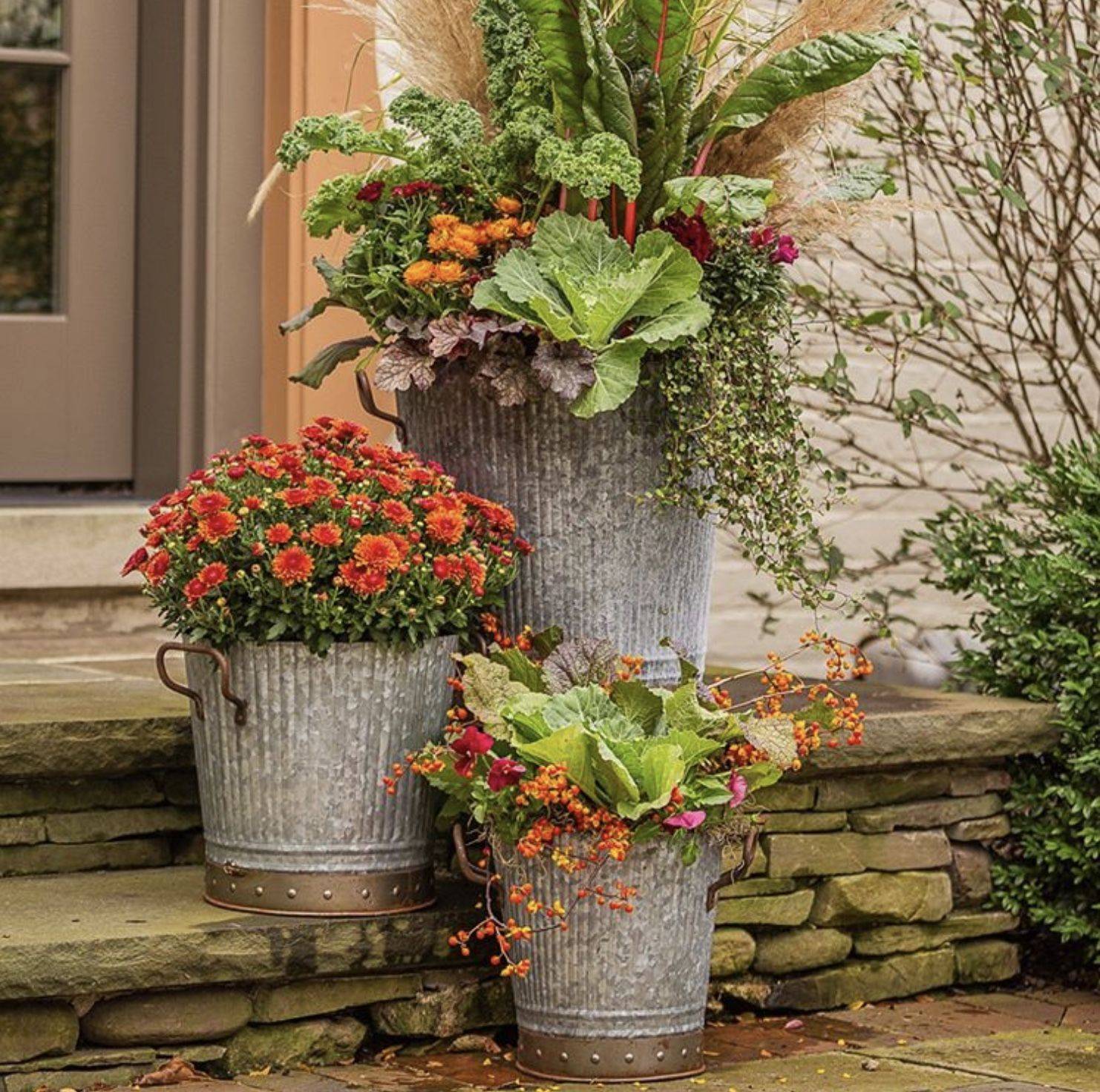 Hardy Garden Mums