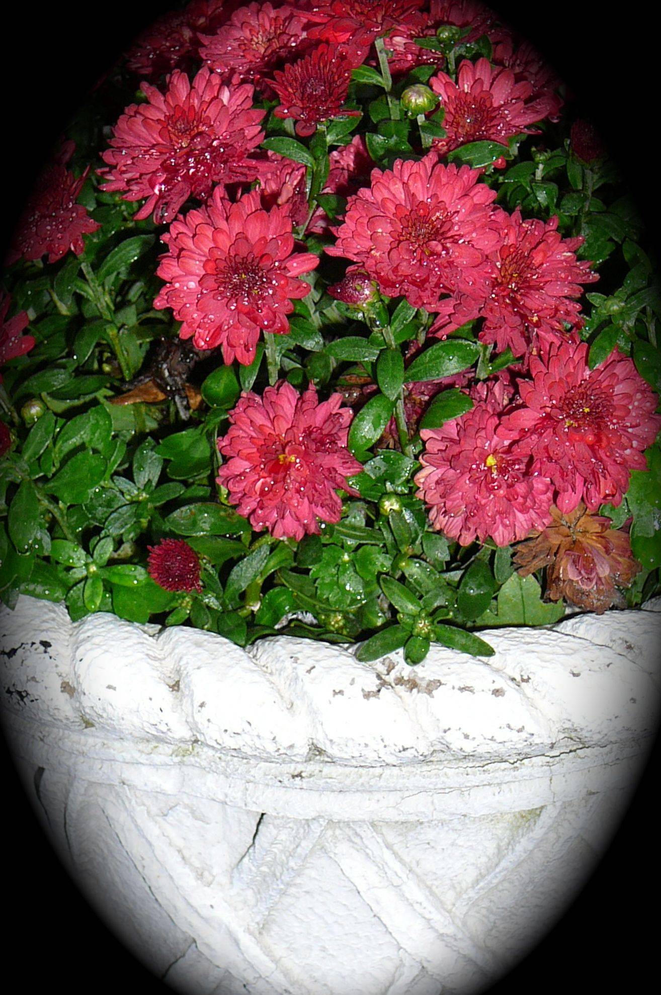 Most Beautiful Fall Planter Ideas