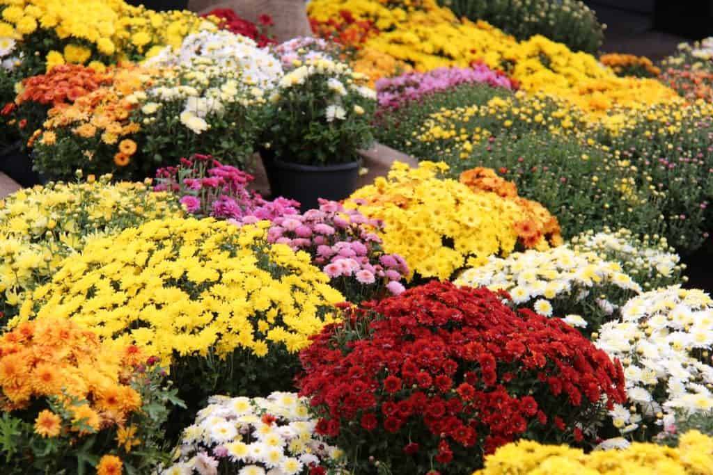 Mums Fall Mums