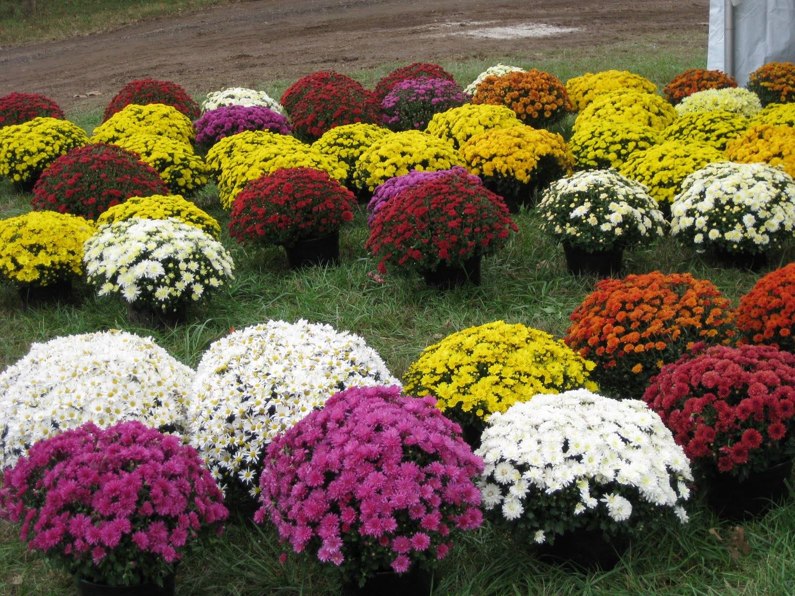 Planting Fall Mums