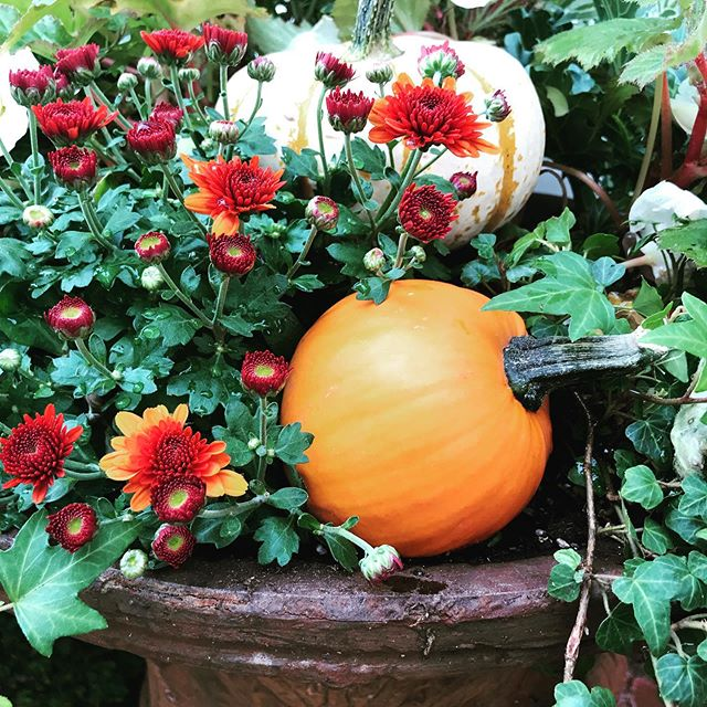 Fall Mums Garden Landscaping Ideas