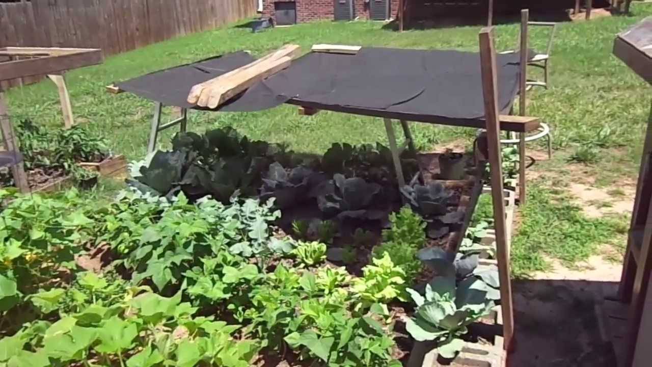 Vegetable Garden