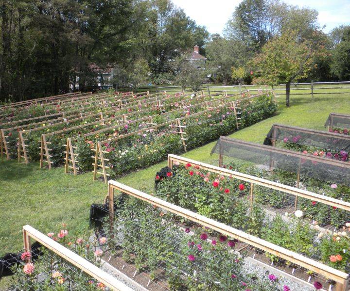 Garden Protection Ideas