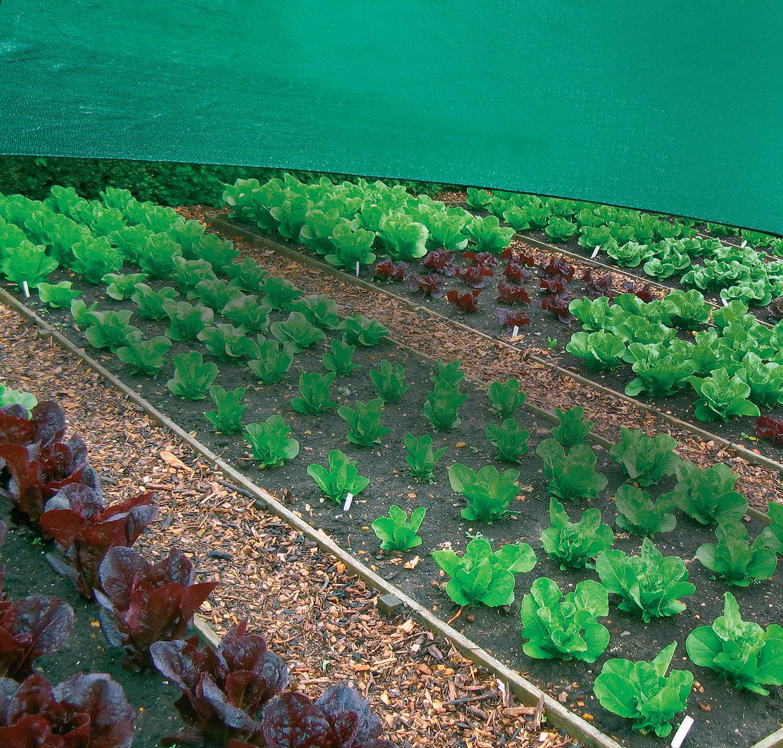 Vegetable Garden Grow Food Guide