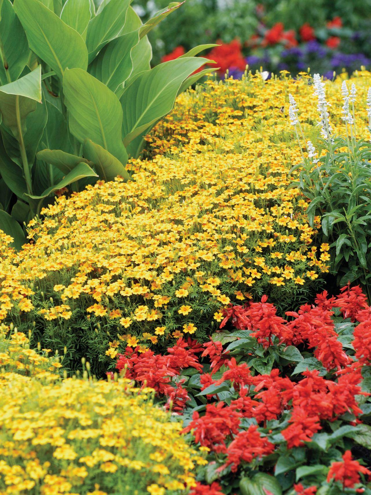 The Shade Organic Gardening Soil