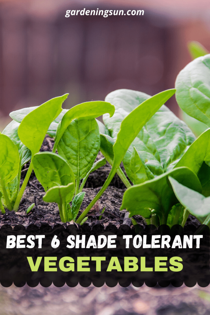Gorgeous Shade Tolerant Plants