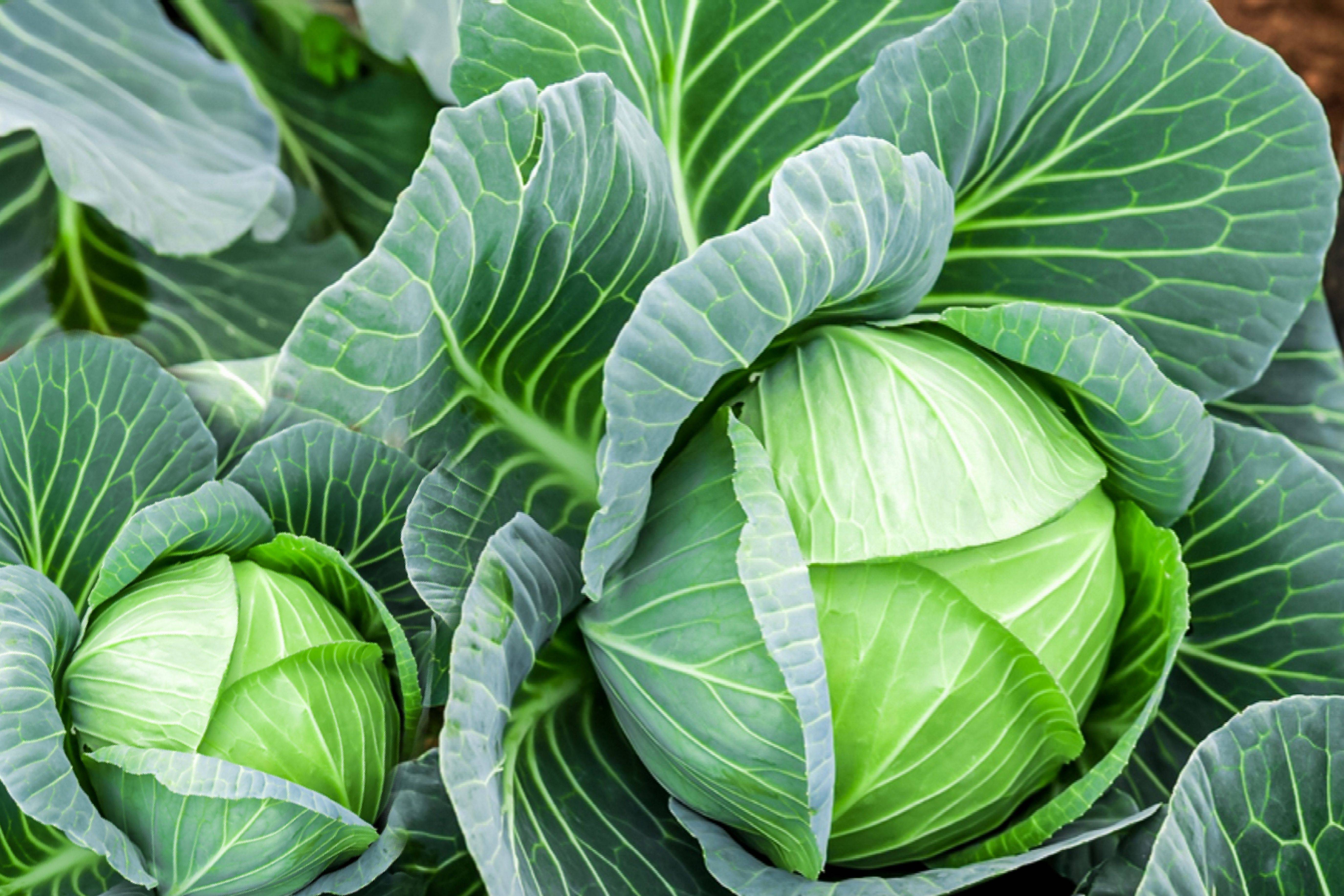 Best Shade Tolerant Vegetables Gardening Sun