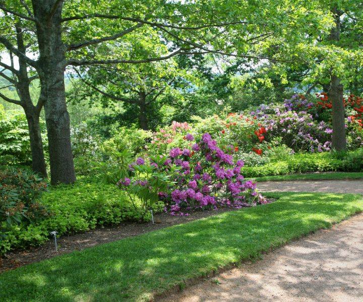 Drought Tolerant Garden