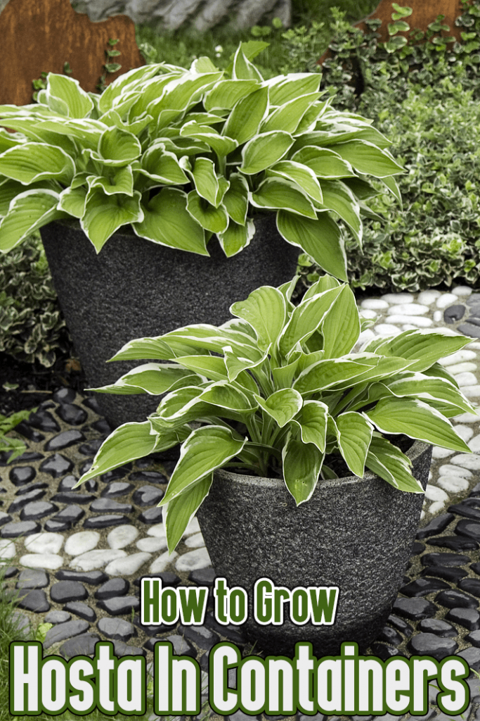 Drought Tolerant Garden