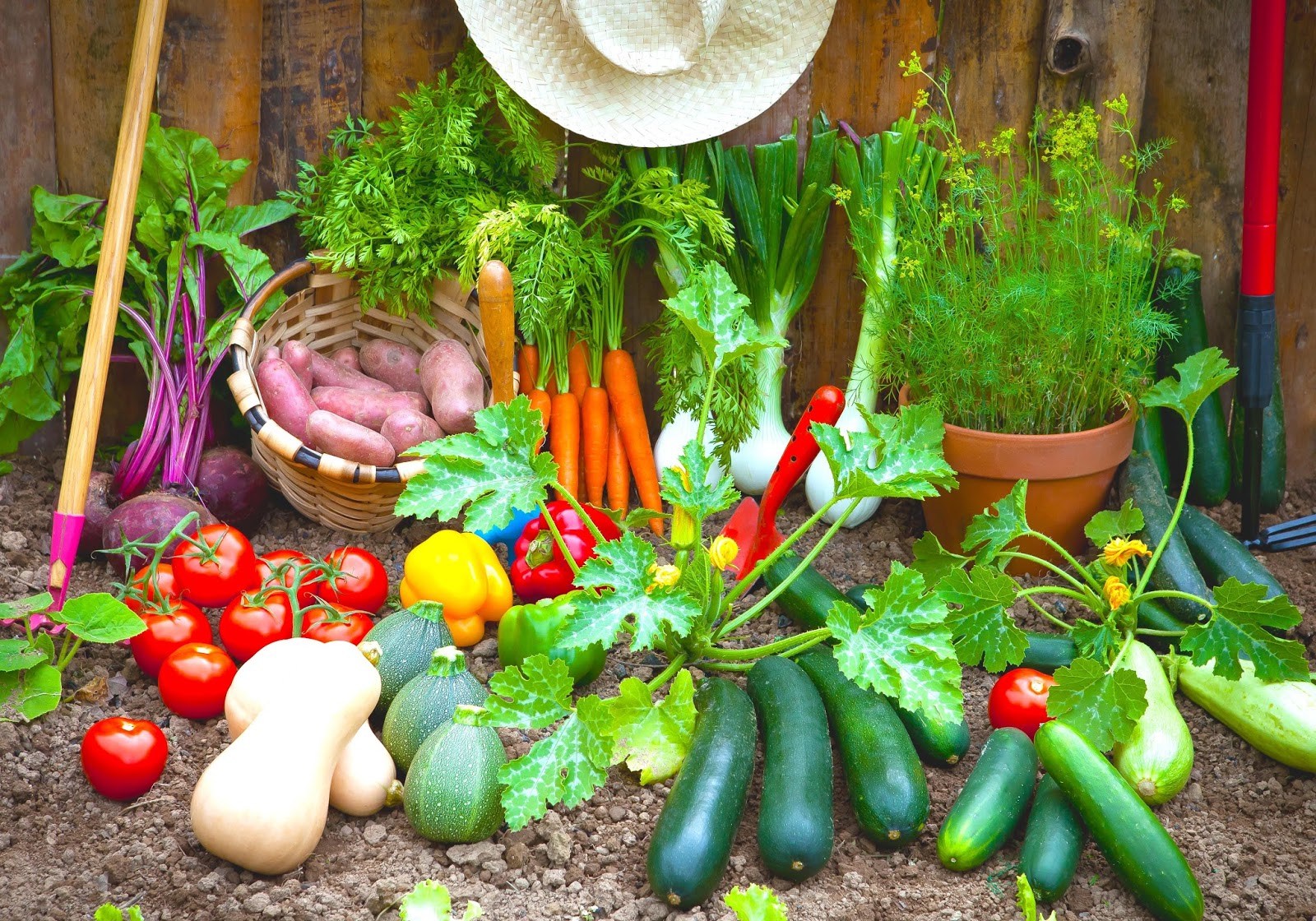 Easy Vegetable Home Gardening Ideas