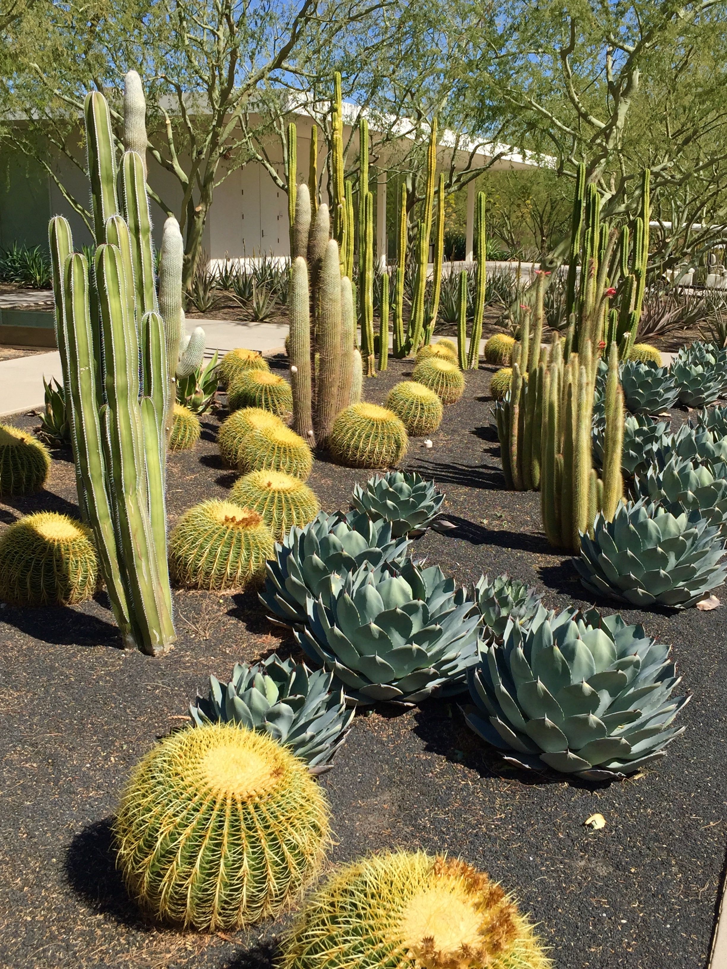 Cactus Mini Park Trend Home Ideas