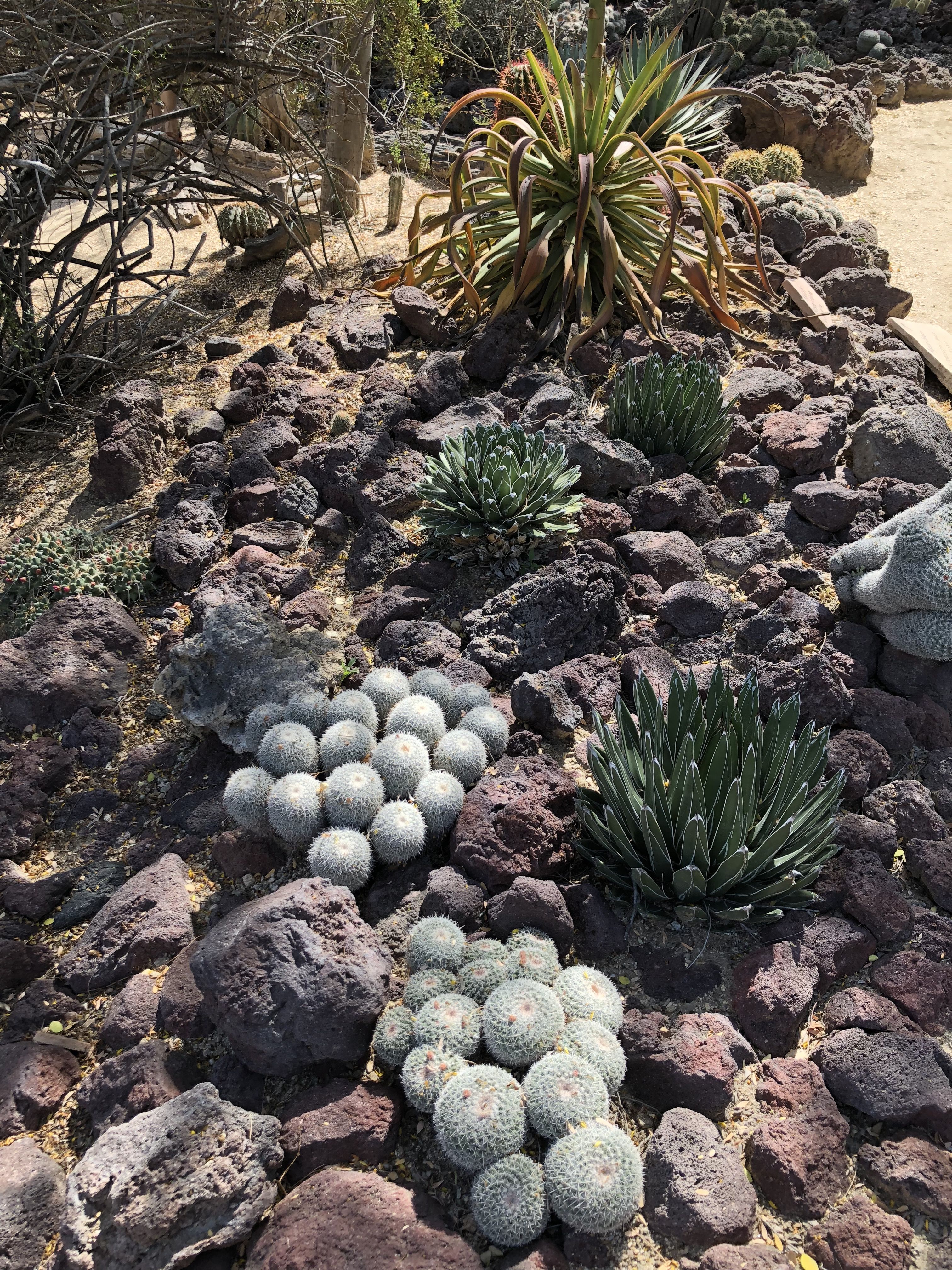 Desert Garden
