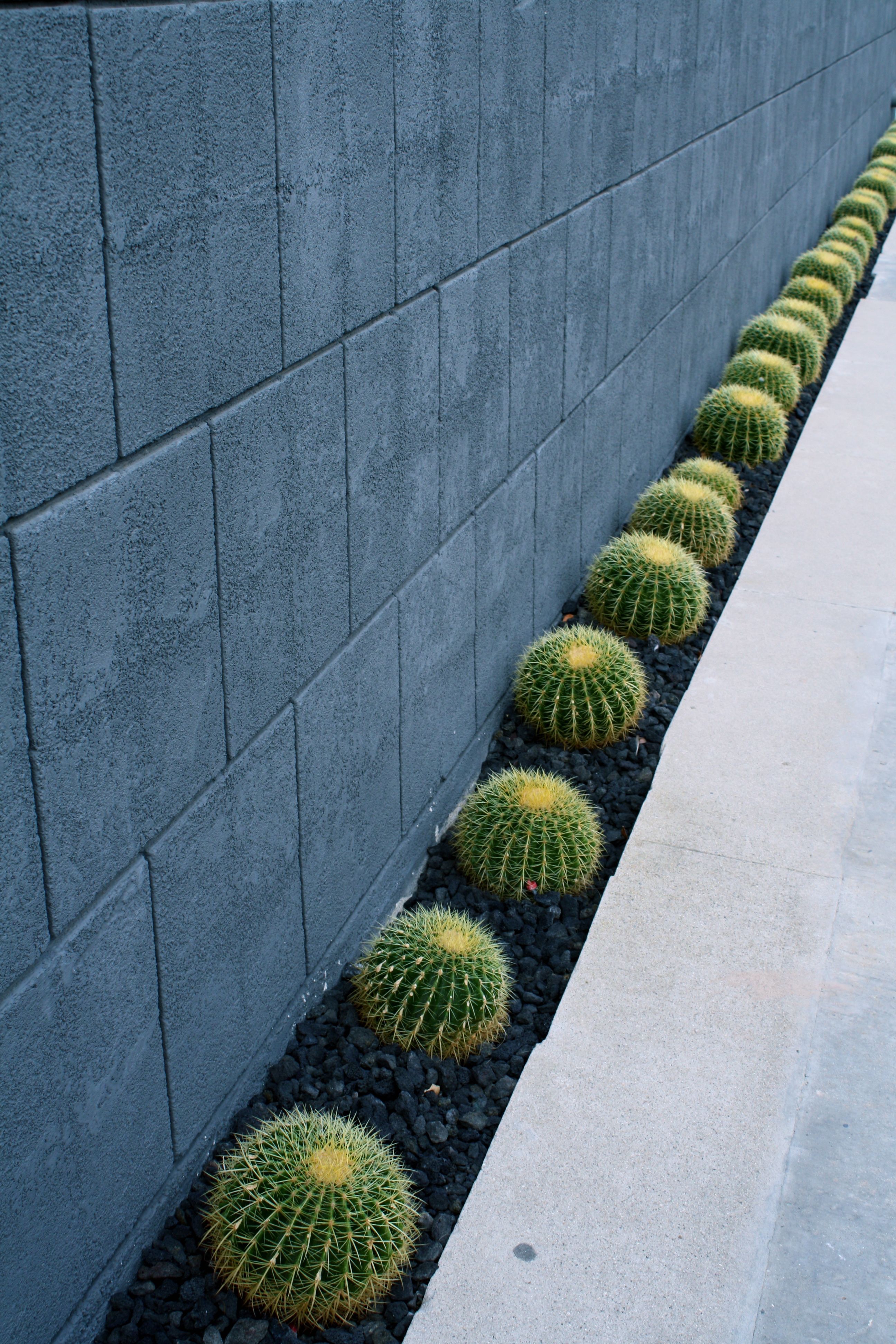 Cactus Garden