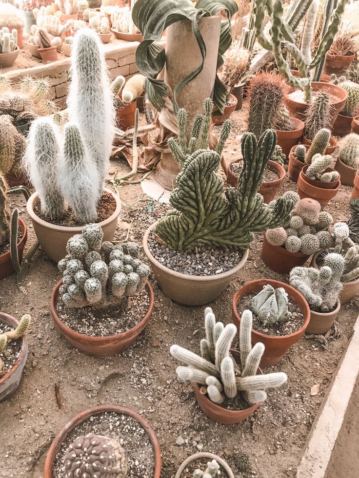 The Palm Springs Garden