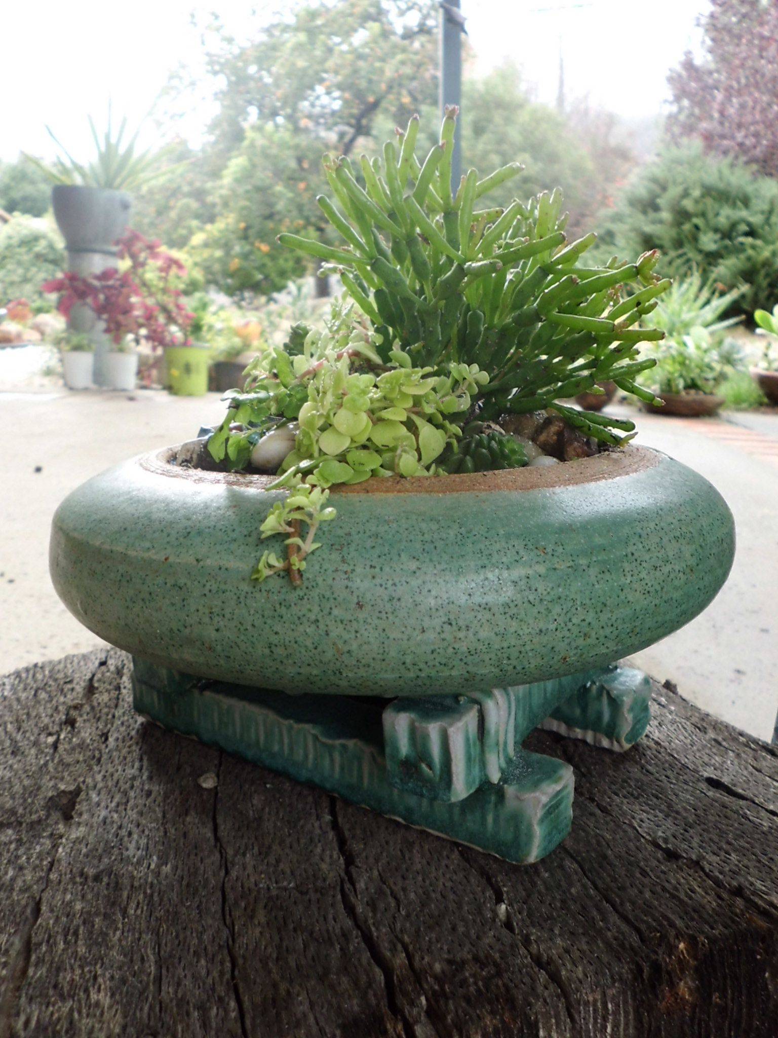 20 Zen Garden Plants Ideas You Cannot Miss SharonSable