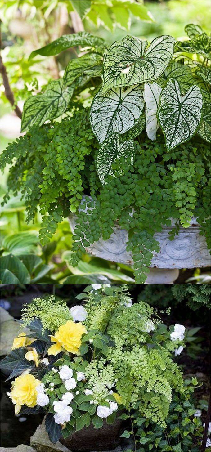 Getpolishedco Shade Garden