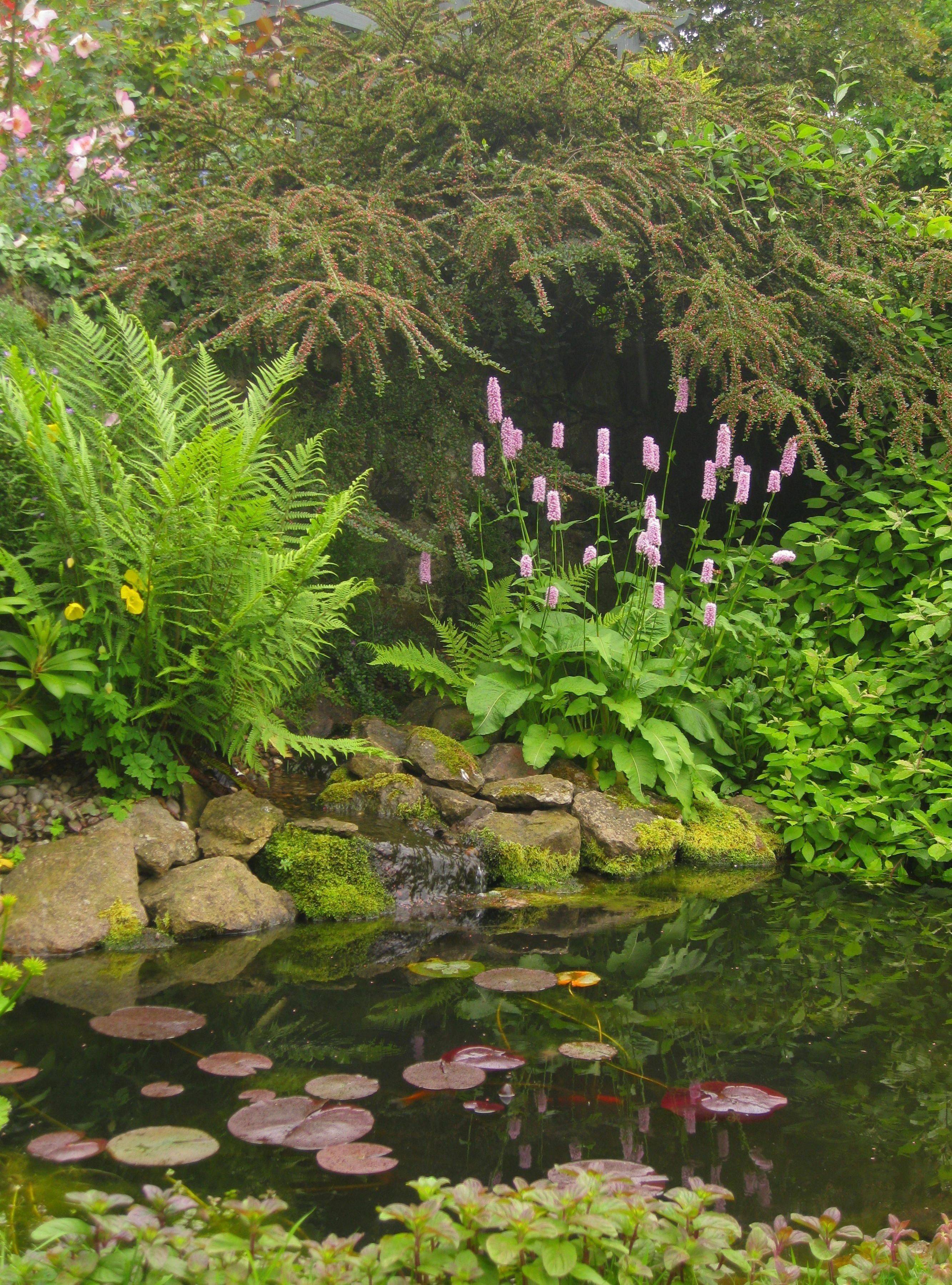 A Koi Pond