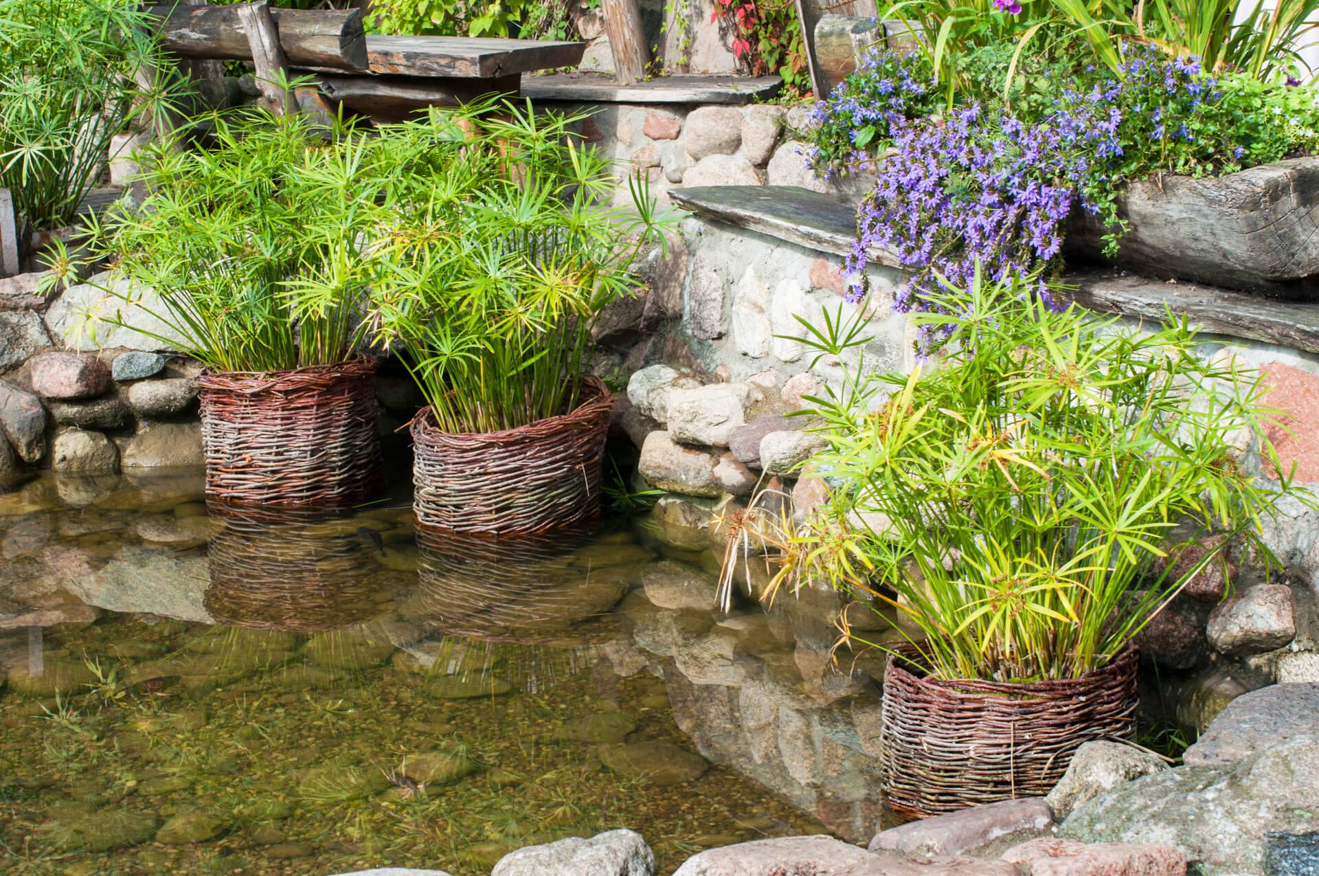 Native Plants