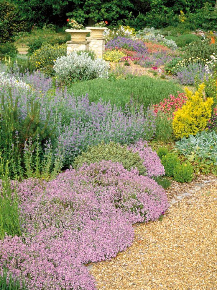 Drought Tolerant Ground Cover Plants Landscaping Bay Area