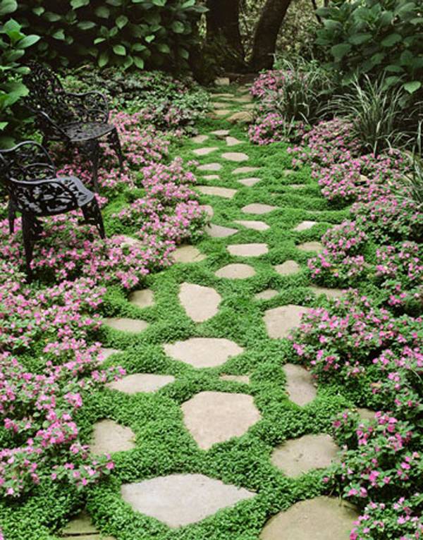 Drought Tolerant Ground Cover Plants Landscaping Bay Area