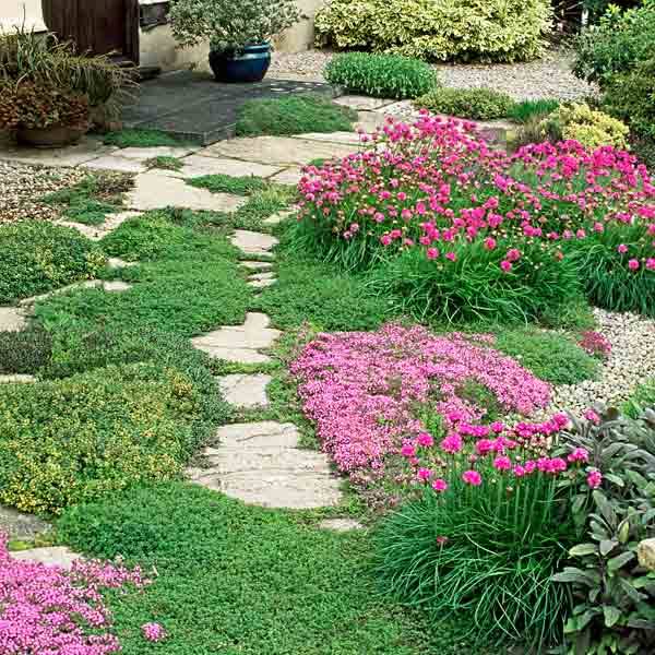 Drought Tolerant Creeping Sedum Stonecrop Shawna Coronado