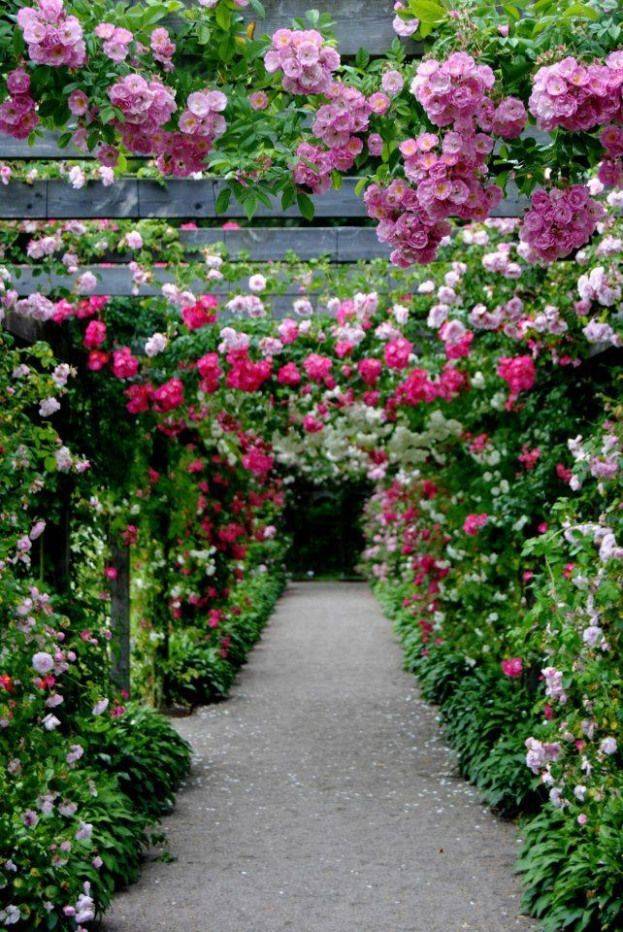 Beautiful Rose Arbor Imagens