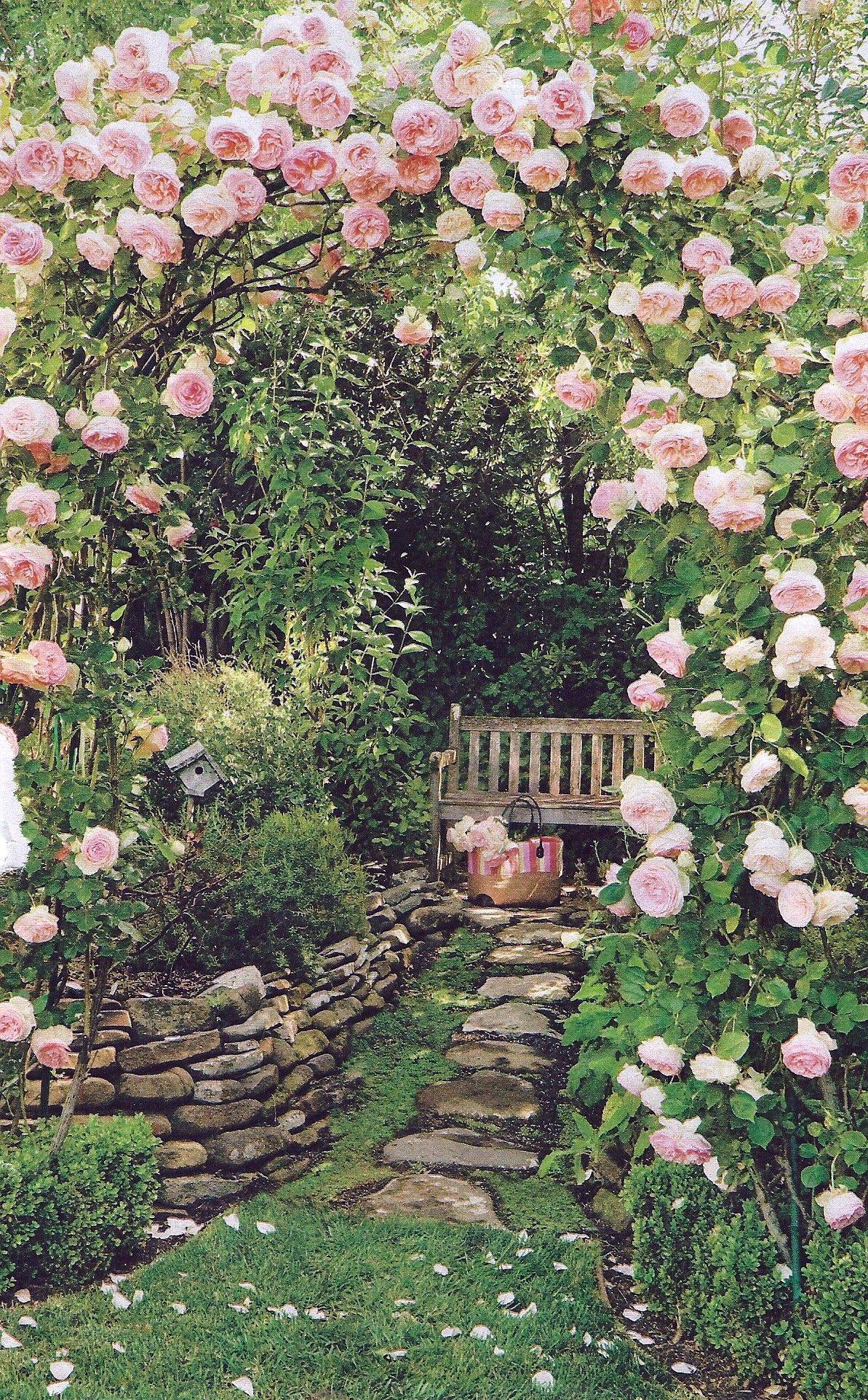 Diseasefree Hardy Climbing Roses