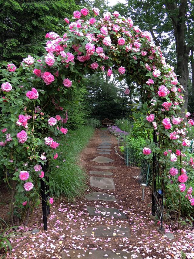 A Beautiful Rose Trellis