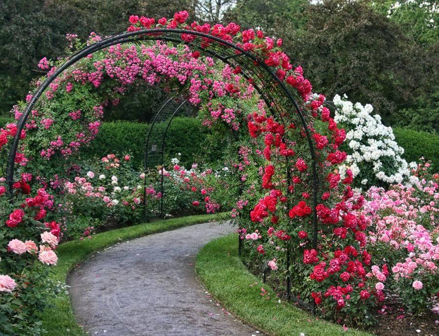 Gardeningwalks Beautiful Rose Covered Arbor