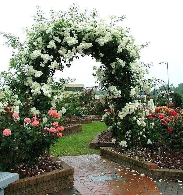 Pink Arbors