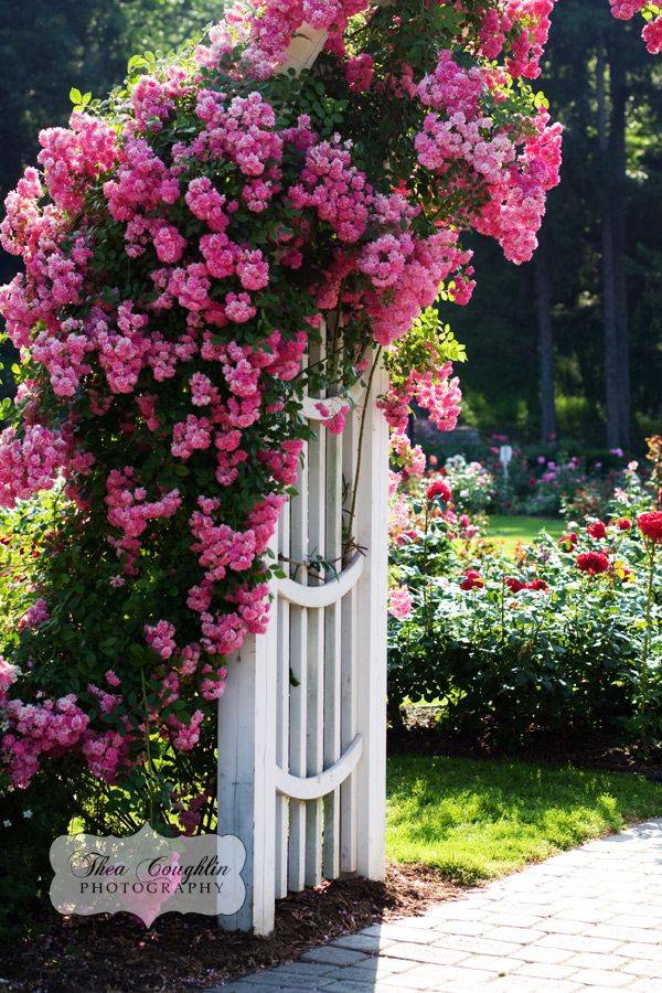 Wonderful Bougainvillea Trellis Ideas