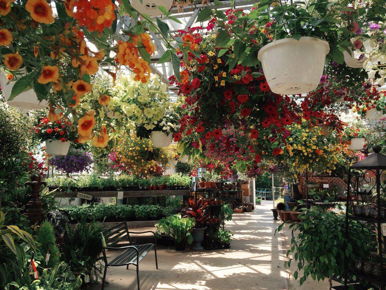 Your Garden Aesthetic Morflora